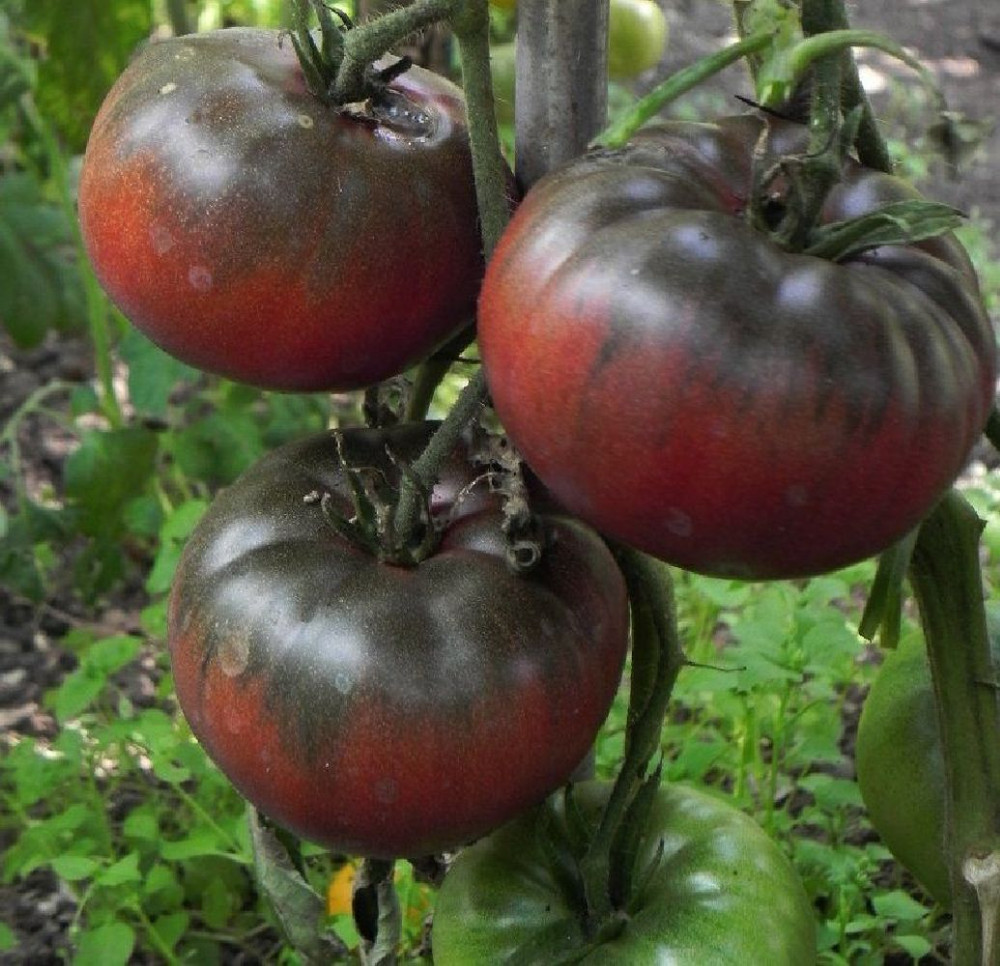 Black Krim Tomato Plant - 2.5" Pot - Delicate Skin/Full Flavor - Heirloom