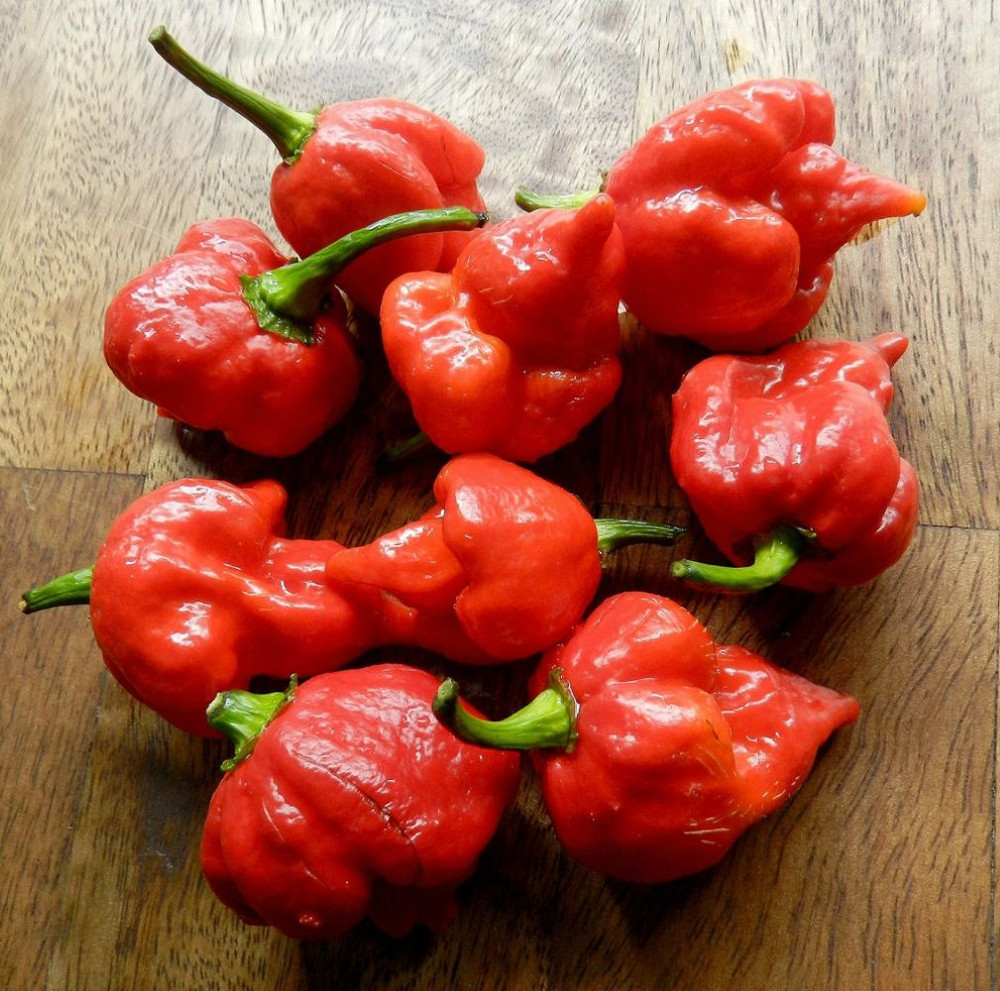 Trinidad Scorpion Chile Pepper Plant - 2.5" Pot