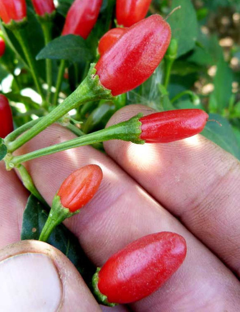 Chiltepin Tepin Pepper Plant - HOTTEST Small Pepper - Bird Pepper - 2.5" Pot