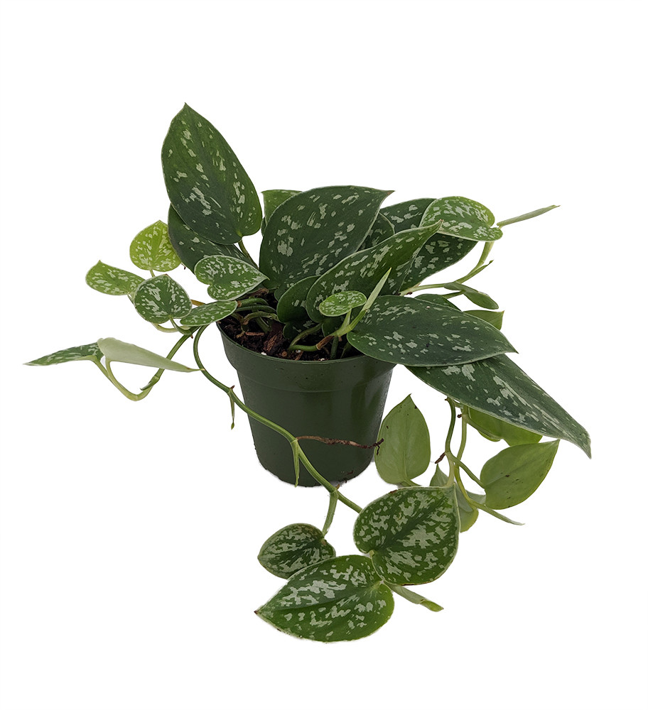 Rare Silver Cloud Philodendron - Scindapsus pictus - EASY - 4