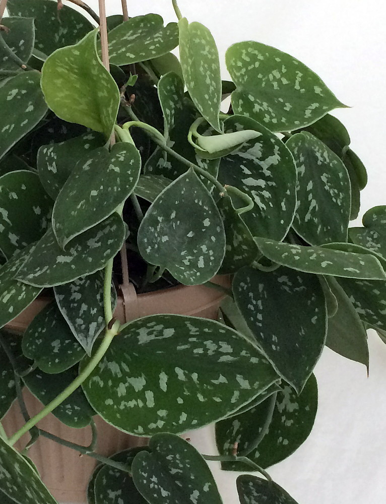 Rare Silver Cloud Philodendron - Scindapsus pictus - EASY - 4