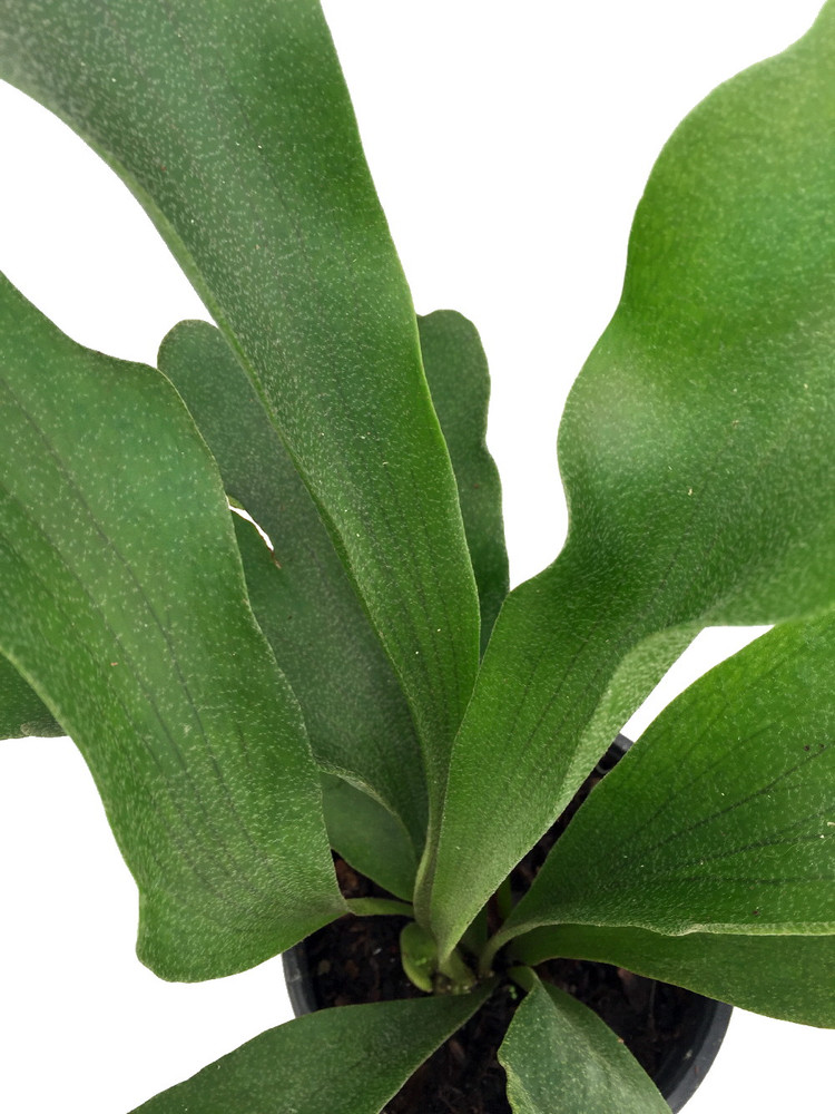 Staghorn Fern 4" Pot - Platycerium