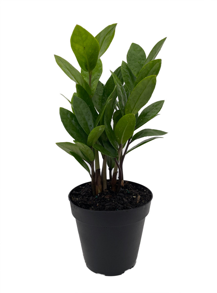 Rare ZZ Plant - Zamioculcas zamiifolia - Easy to Grow House Plant - 4" Pot