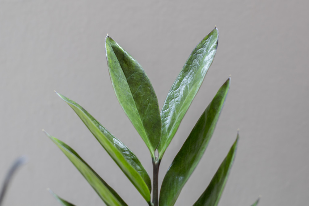 Rare ZZ Plant - Zamioculcas zamiifolia - 4" Pot - Best House Plant in the World