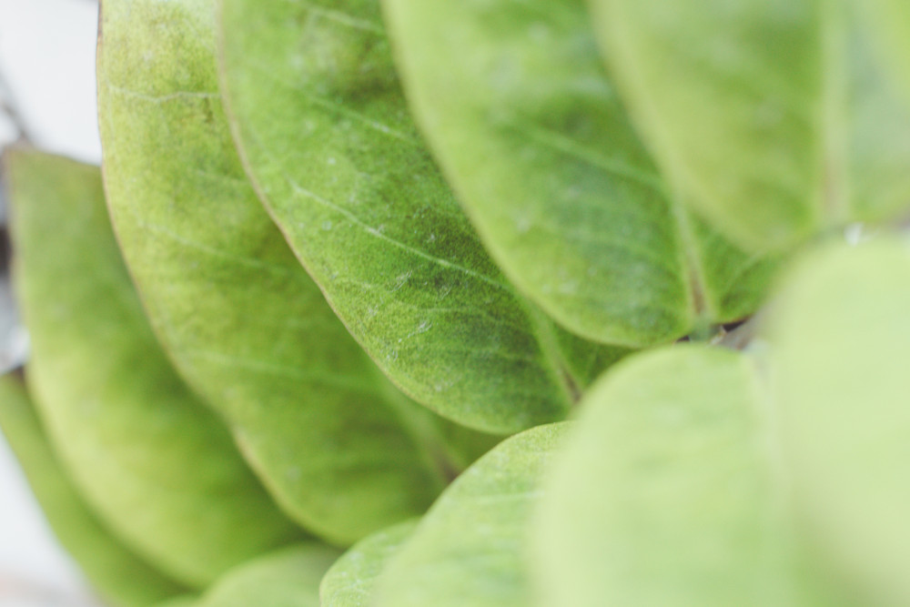Rare ZZ Plant - Zamioculcas zamiifolia - 4" Pot - Best House Plant in the World