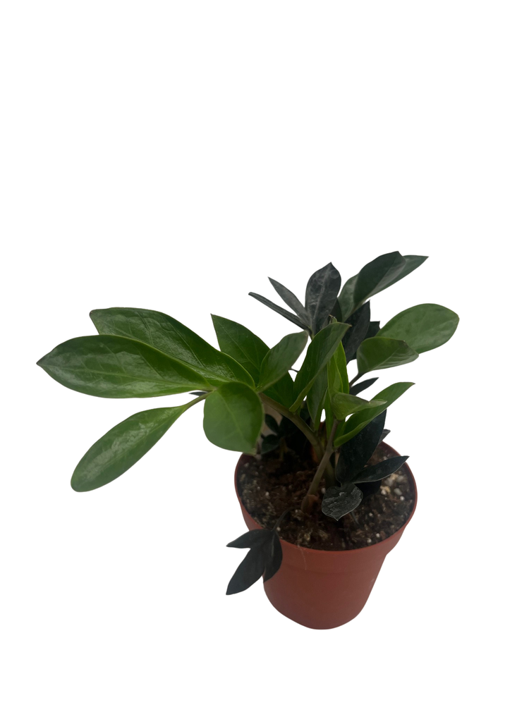 Rare ZZ Plant - Zamioculcas zamiifolia - 4" Pot - Best House Plant in the World