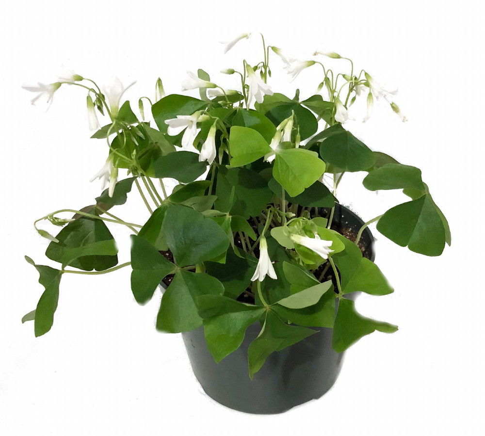 Green Shamrock Plant - White Flowers - Oxalis - 6" Pot - St. Patrick's Day