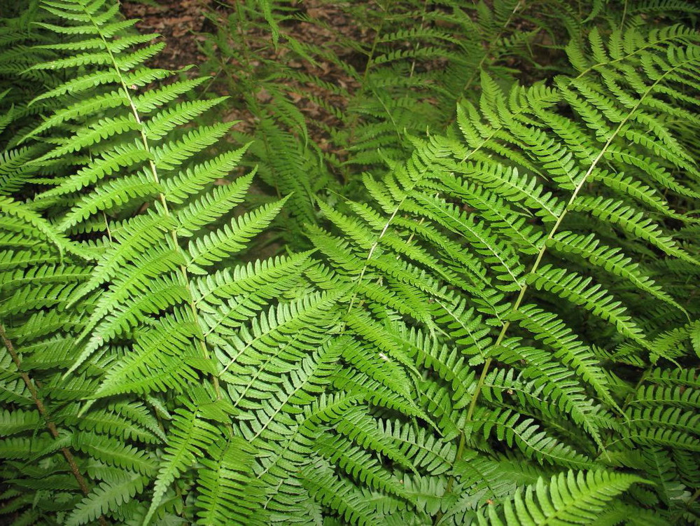 Dixie Wood Fern - Dryopteris x australis - 4" Pot