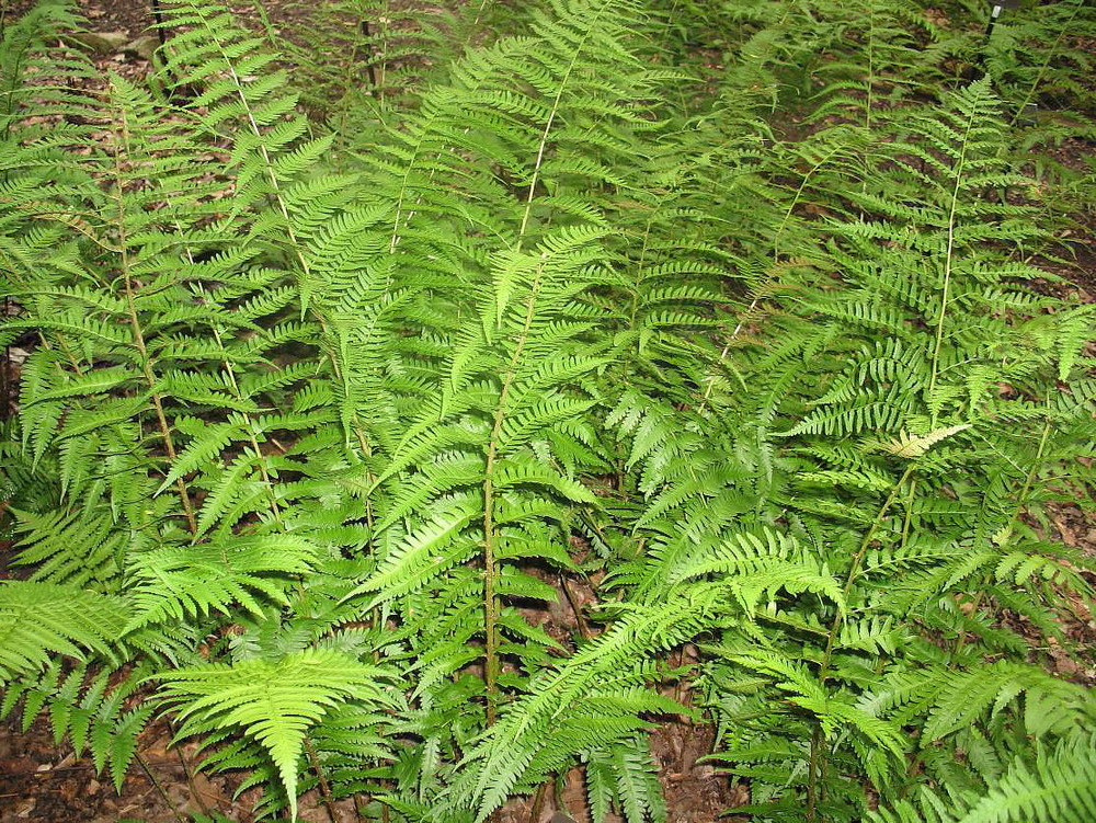 Dixie Wood Fern - Dryopteris x australis - 4" Pot