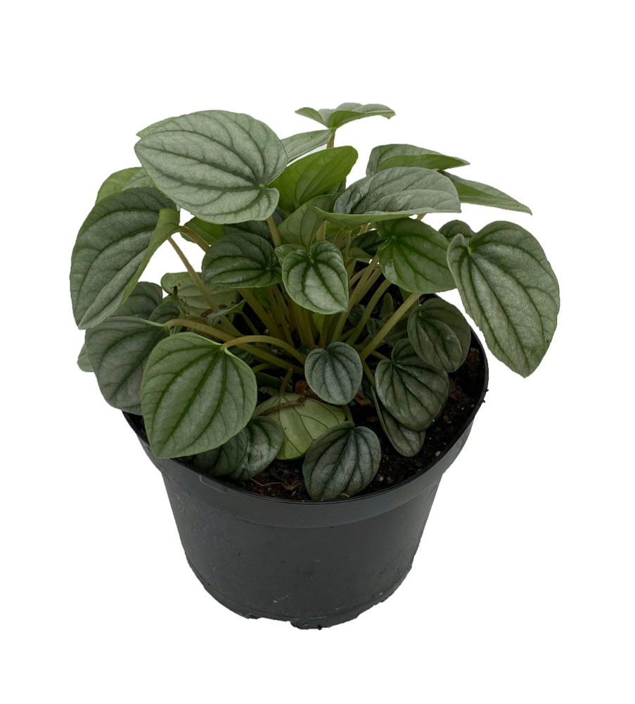 Frost Peperomia 6" Pot  - Easy to Grow Houseplant - Trending