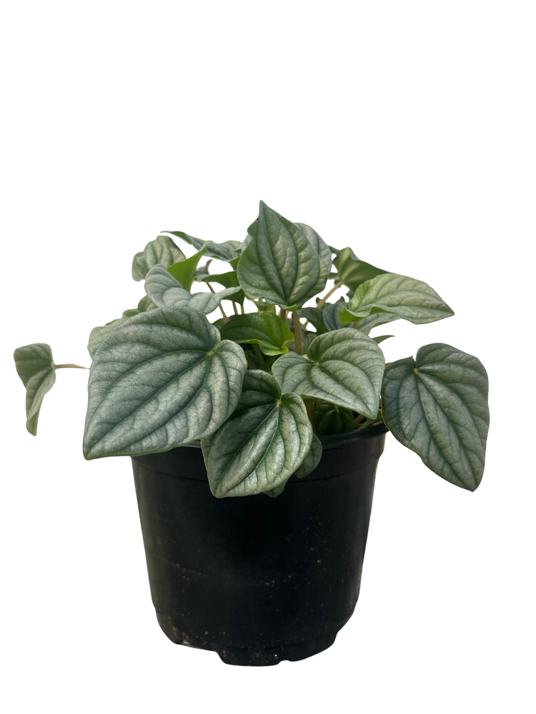Frost Peperomia 6" Pot  -