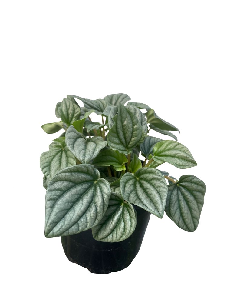 Frost Peperomia 6" Pot  -