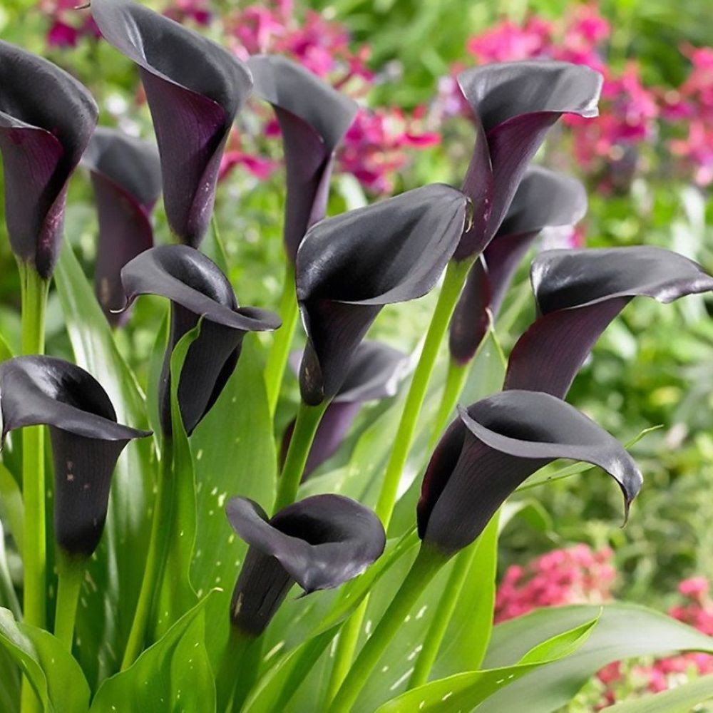 Odessa Calla Lily Bulb - Dark Maroon and Purple - 14/16 cm Bulb