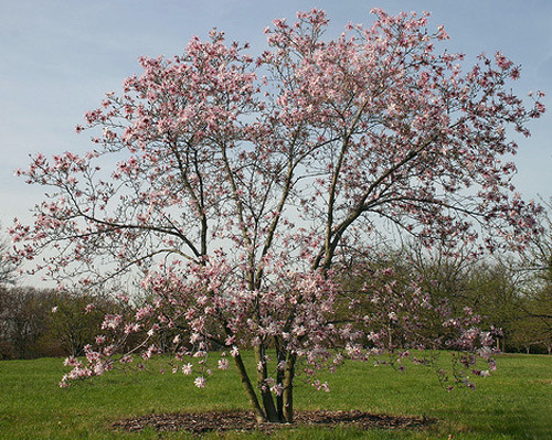 Leonard Messel  Magnolia Tree - 4" Pot - Outdoors or Bonsai