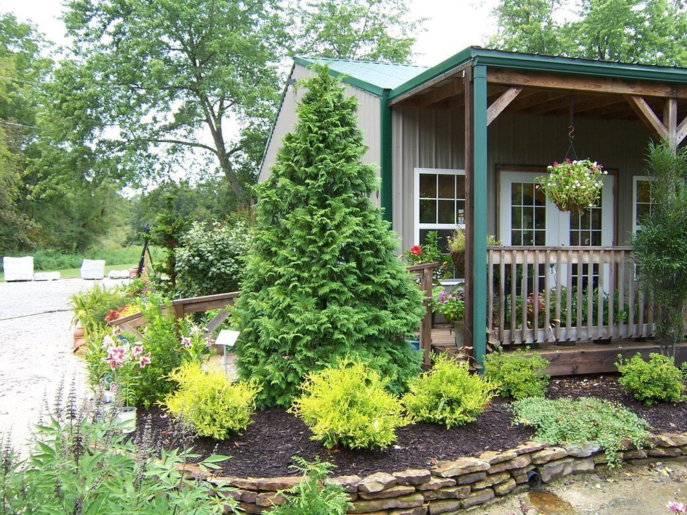 Soft Serve® False Cypress - Chamaecyparis - 4" Pot - Proven Winners