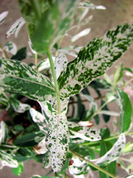 Hakuro Nishiki Japanese Dappled Willow - Bonsai/Outdoors - 4" Pot