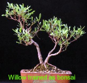 Hakuro Nishiki Japanese Dappled Willow - Bonsai/Outdoors - 4" Pot