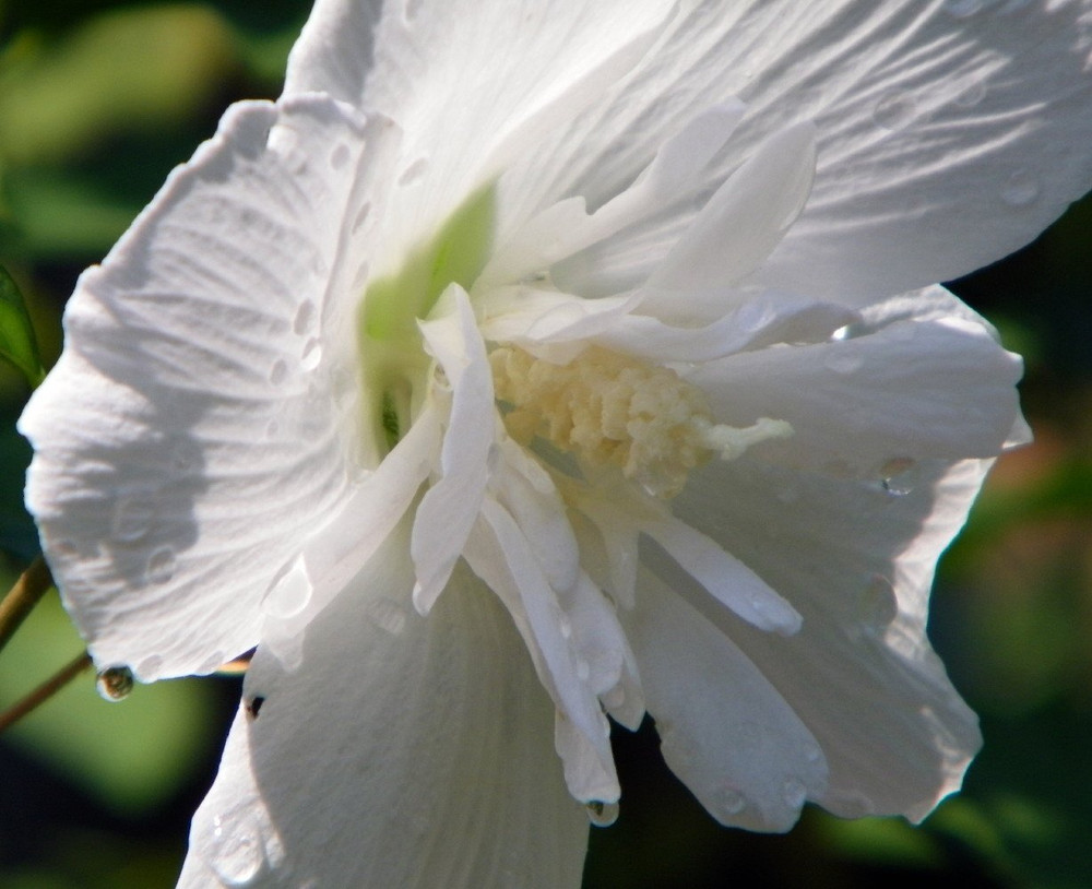 White Chiffon™ Hibiscus syriacus 'Notwoodtwo' - Rose of Sharon - Proven Winner