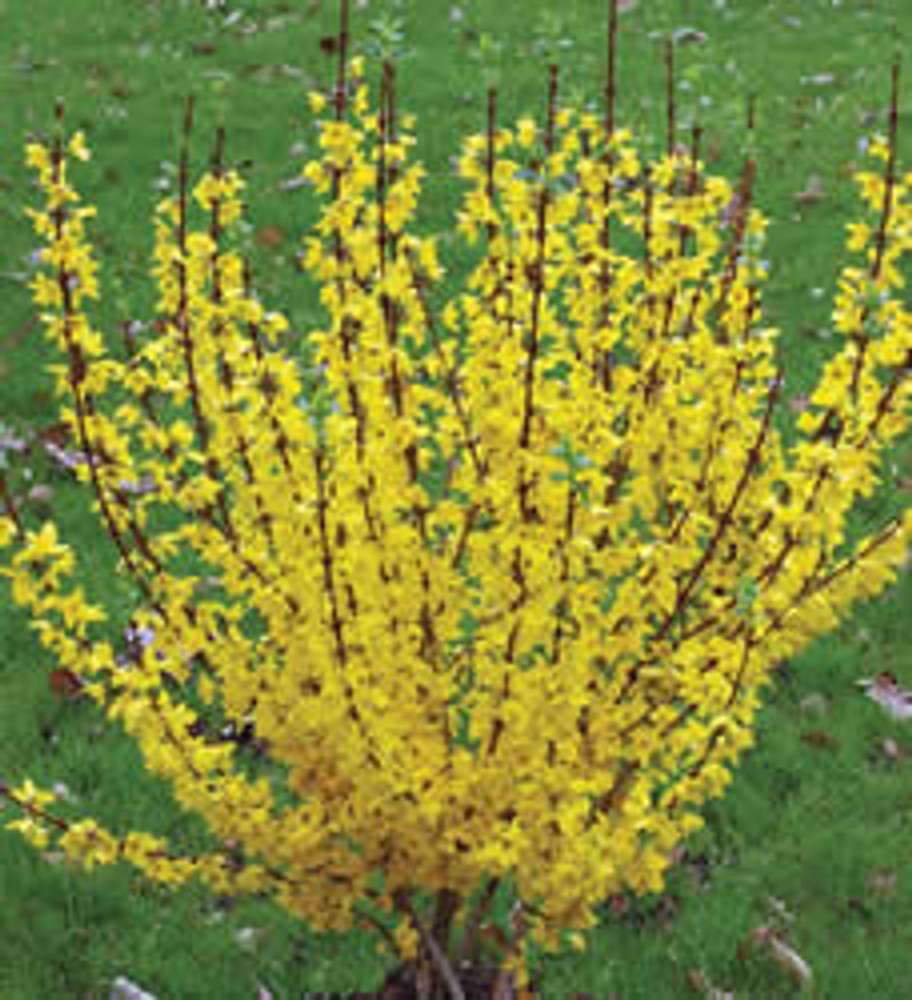 Show Off® - Forsythia x 'Mindor' PP19,321 - Proven Winners - 4" Pot