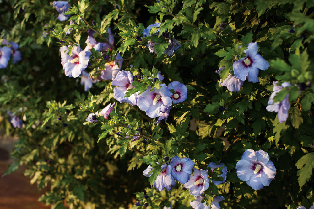 Azurri Blue Satin® Rose of Sharon - Hibiscus - 4" Pot - Proven Winners Azurri Blue Satin® Rose of Sharon - Hibiscus - 4" Pot - Proven Winners