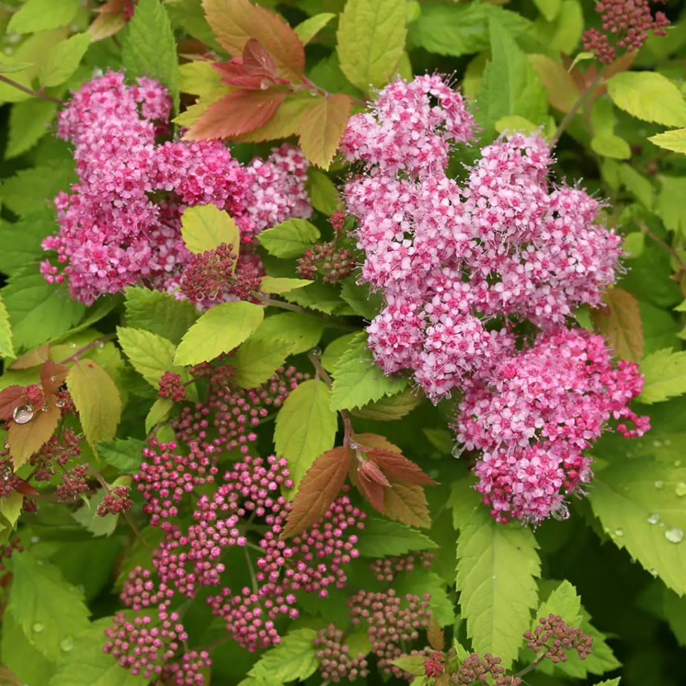 Double Play Big Bang®  Spirea - Hardy Flowering Shrub - 4" Pot - Proven Winners