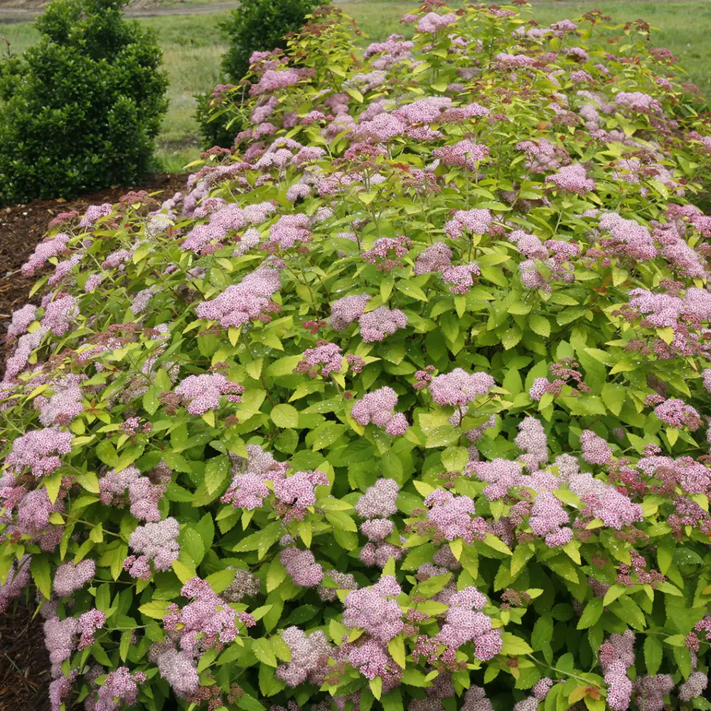 Double Play Big Bang®  Spirea - Hardy Flowering Shrub - 4" Pot - Proven Winners