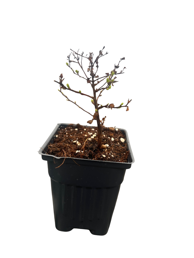 Little Princess Japanese Spirea japonica - 4" Pot