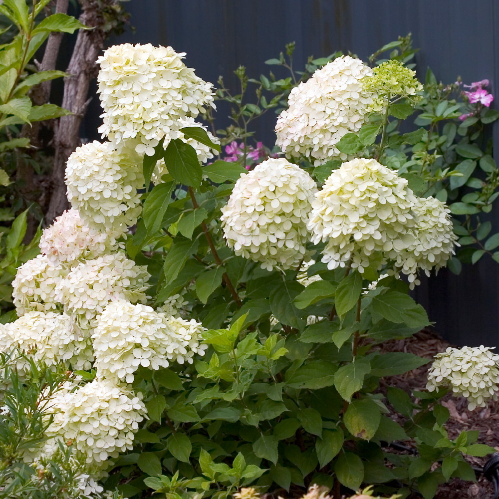 Image of Lime Hydrangea in a Garden