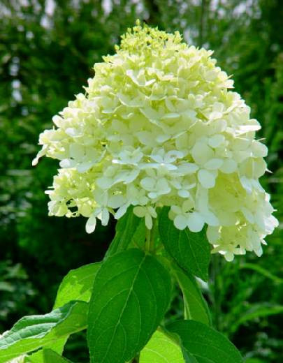 LITTLE LIME® Hydrangea -Compact Flowering Shrub- Hardy - Proven Winners - 4" Pot