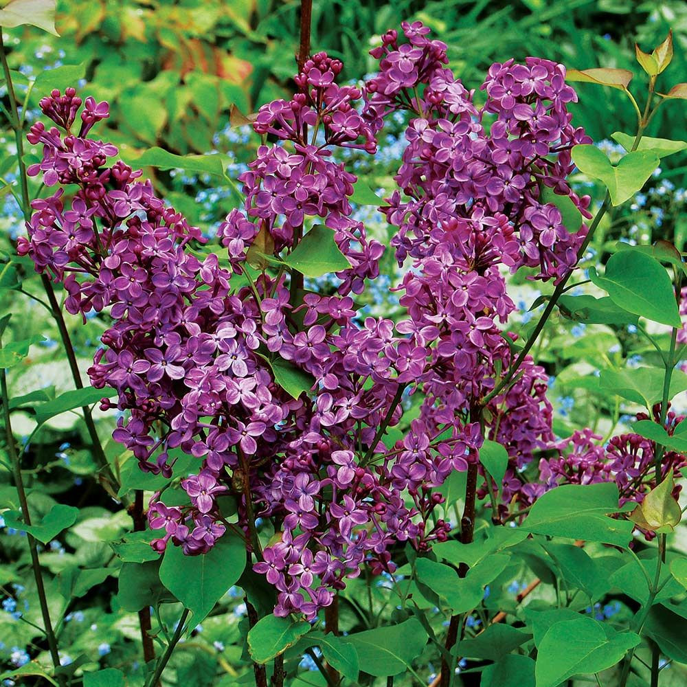 Pocahontas Lilac - Syringa - Outdoor or Bonsai - Quart Pot