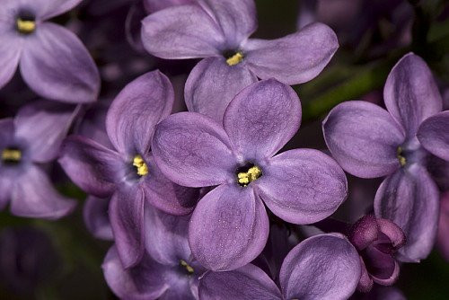 Pocahontas Lilac - Syringa - Outdoor or Bonsai - Quart Pot