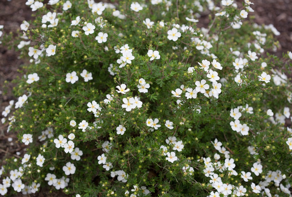 White Happy Face®  Bush Cinquefoil - Potentilla - Pure White - Proven Winners