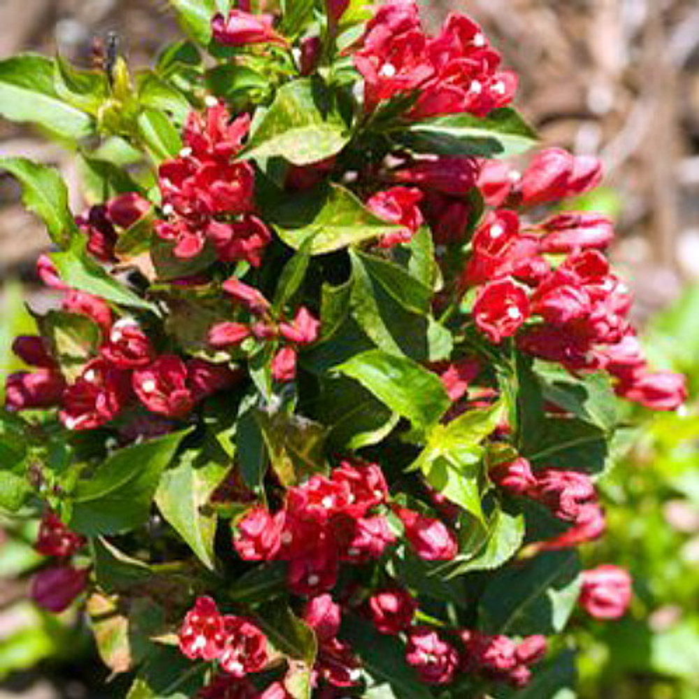 Red Sonic Bloom® Weigela - Lipstick Red, Everblooming - Proven Winners - 4" Pot