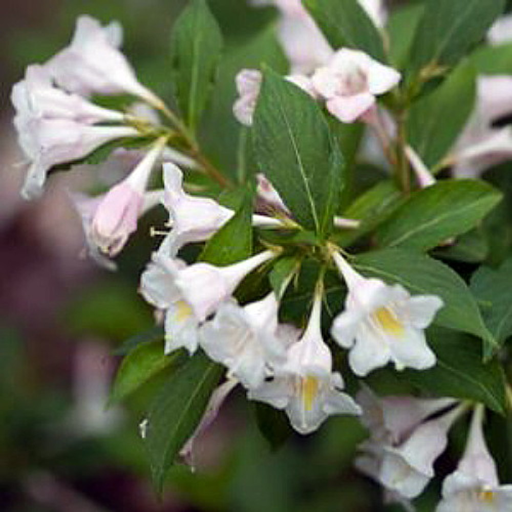 Weigela, Green Foliage 'Sonic Bloom® Pure Pink