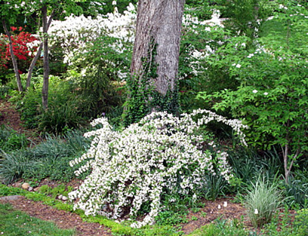 Sonic Bloom® Pure Pink Weigela - My Proven Winners ColorChoices