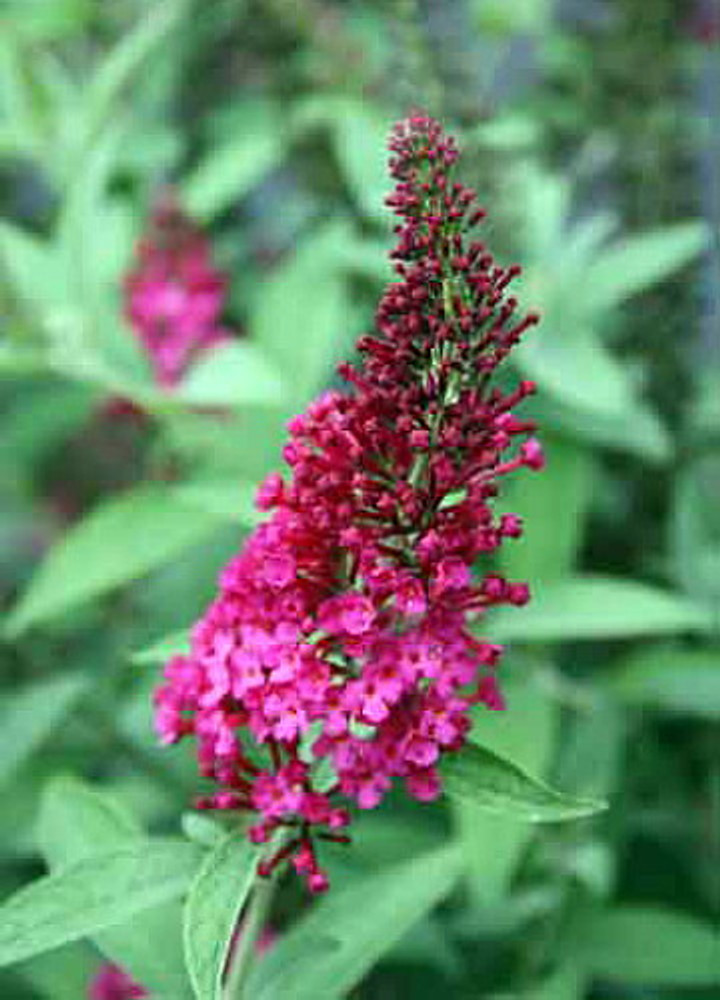 Buddleia x Miss Molly Butterfly Bush - Sangria Red -Proven Winners- 4 pot  - Hirt's Gardens
