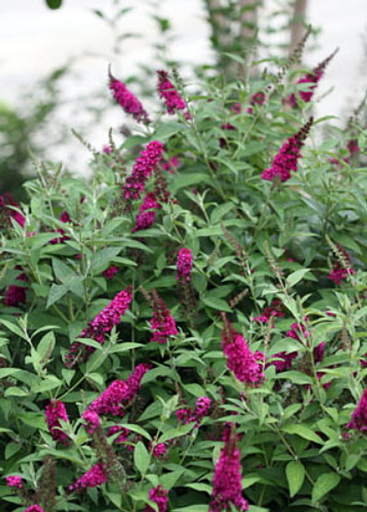 Buddleia x Miss Molly  Butterfly Bush - Sangria Red -Proven Winners- 4" pot Buddleia x Miss Molly  Butterfly Bush - Sangria Red -Proven Winners- 4" pot