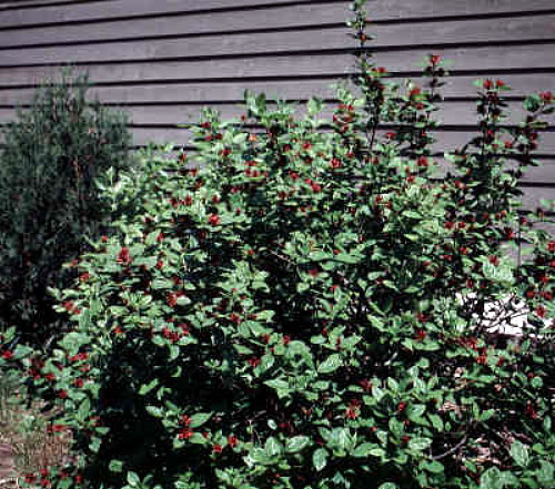 Calycanthus Aphrodite PPAF- Sweetshrub - Fragrant - Proven Winners - 4