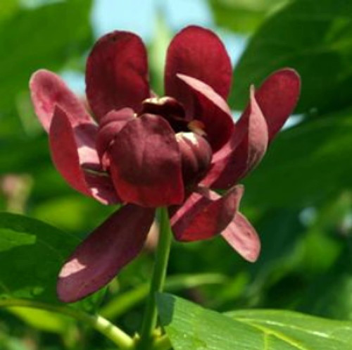 Calycanthus Aphrodite PPAF- Sweetshrub - Fragrant - Proven Winners - 4" Pot