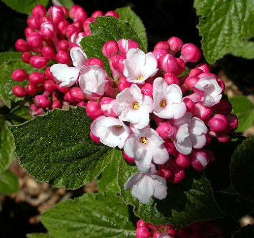 Korean Spice Viburnum carlesii - World's Most Beautiful/Fragrant Shrub - 4" Pot