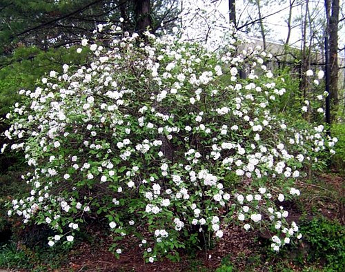 Korean Spice Viburnum carlesii - World's Most Beautiful/Fragrant Shrub - 4" Pot