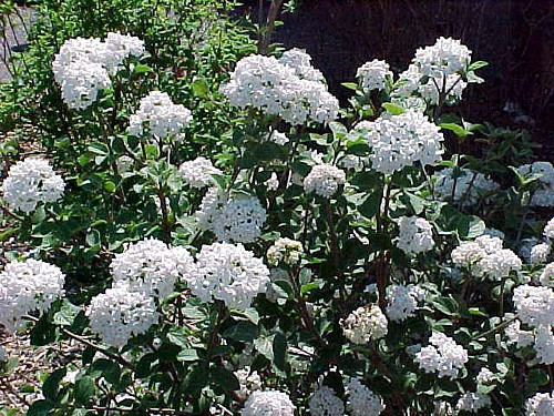 Korean Spice Viburnum carlesii - World's Most Beautiful/Fragrant Shrub - 4" Pot