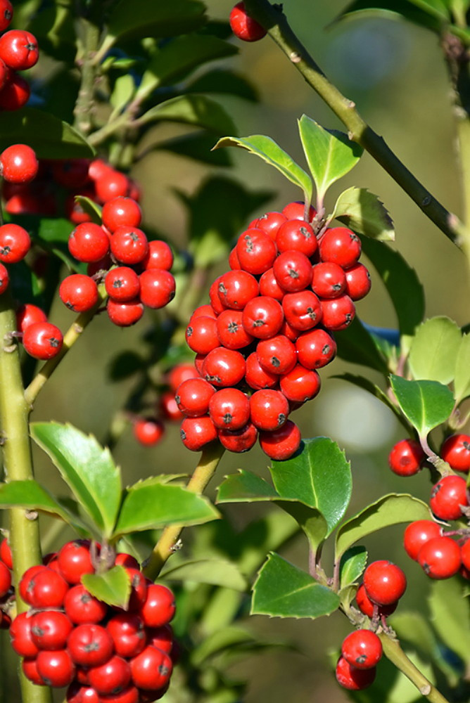 Castle Spire® Blue Holly - Ilex - 4