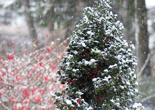 Castle Spire® Blue Holly - Ilex  - 4" Pot - Proven Winners