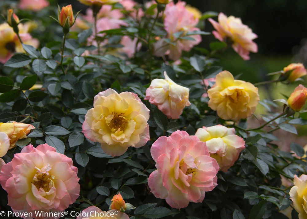 OSO EASY® Italian Ice Rose- Rebloomer- Proven Winners - 4" Pot