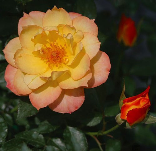 OSO EASY® Italian Ice Rose- Rebloomer- Proven Winners - 4" Pot