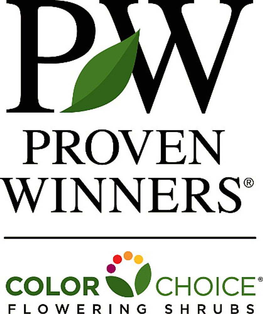 OSO EASY®  Lemon Zest Rose - Rebloomer- Proven Winners- 4" Pot OSO EASY®  Lemon Zest Rose - Rebloomer- Proven Winners- 4" Pot