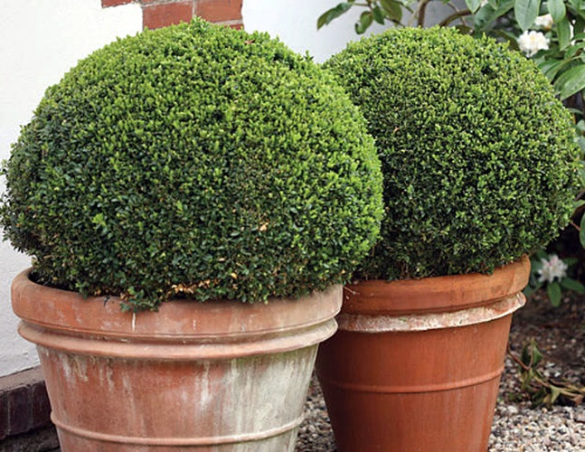 SPRINTER® Boxwood - Buxus - Grows in Sun or Shade - Proven Winners - 4" Pot