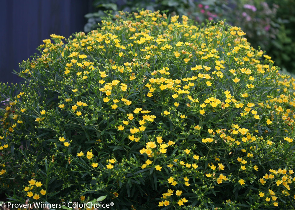 Sunny Boulevard™ St. John's-Wort - 4" Pot - Hypericum - Proven Winners