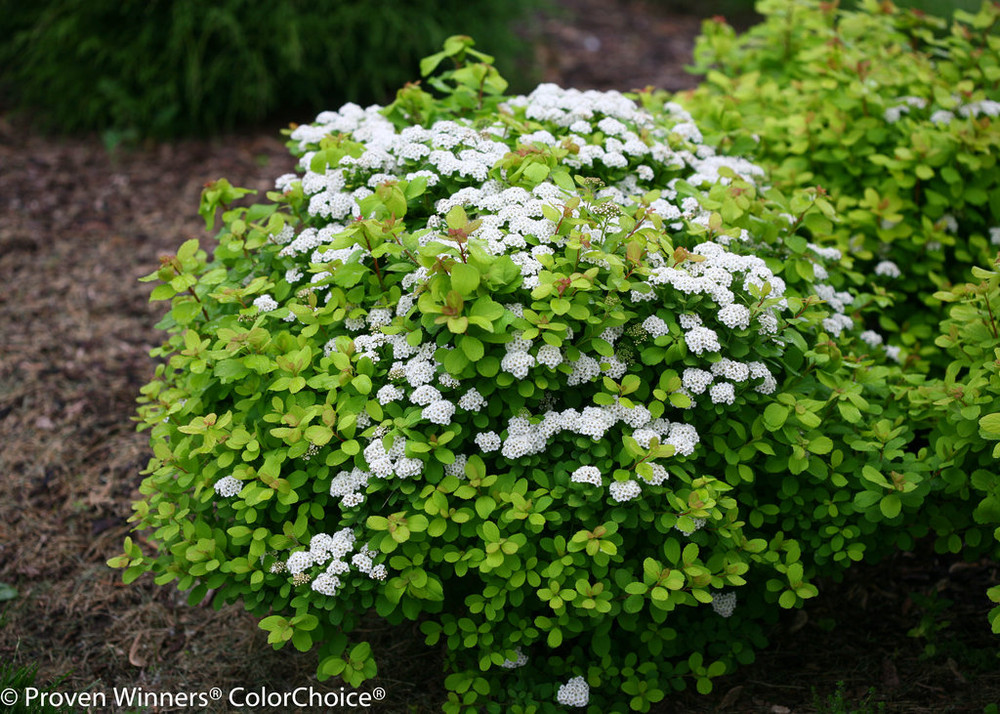GLOW GIRL® Spiraea - Lemon/Lime Foliage - Proven Winners - 4" Pot